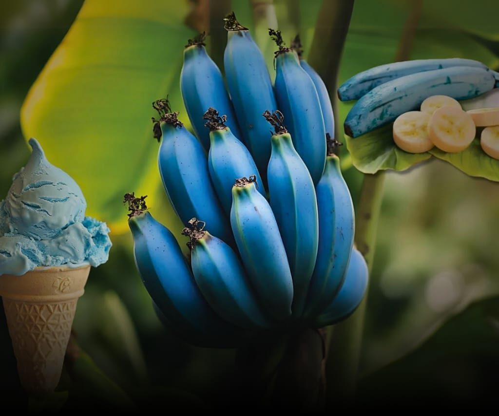 The-Blue-Java-Banana-Natures-Sweet-and-Creamy-Delight