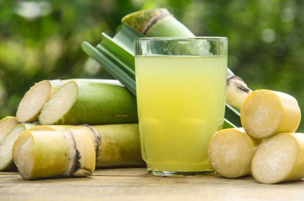 sugarcane