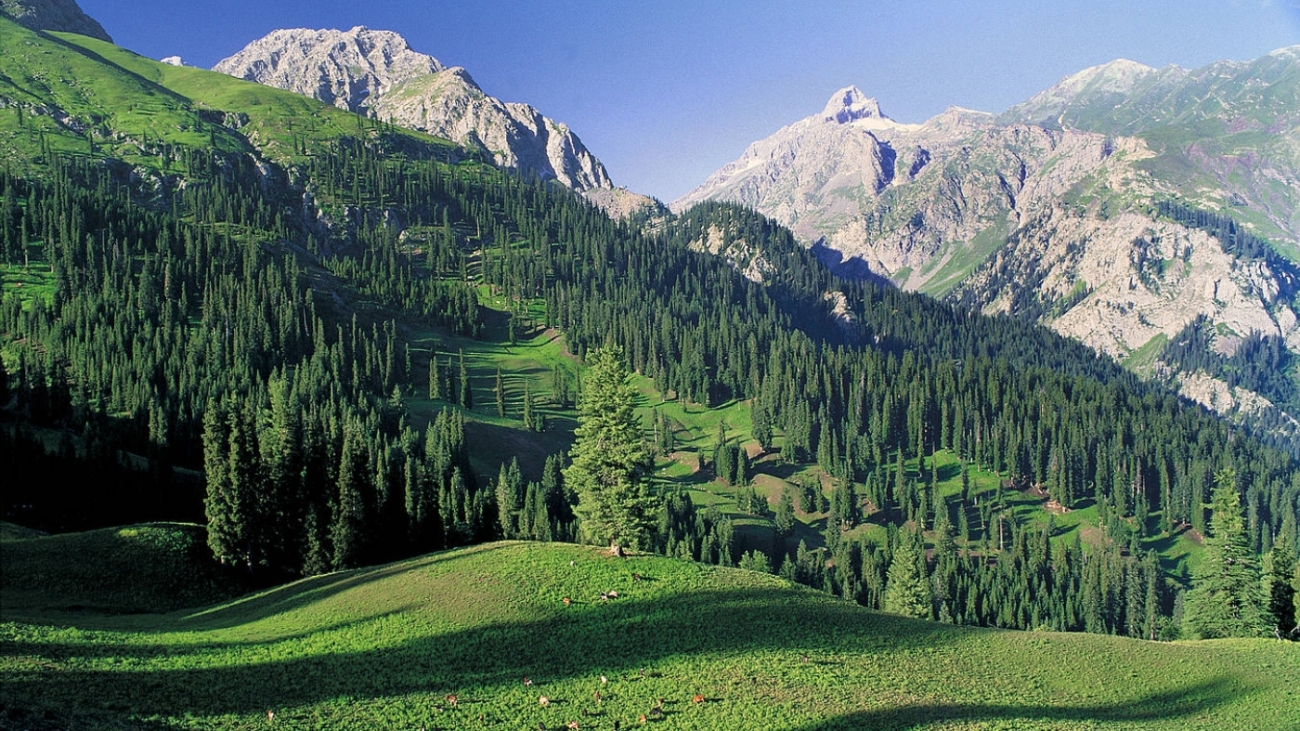 Ayubia-National-Park-in-Khyber-Pakhtunkhwa-gains-attention-as-officials-and-activists-unite-to-protect-its-unique-ecosystems-and-biodiversity