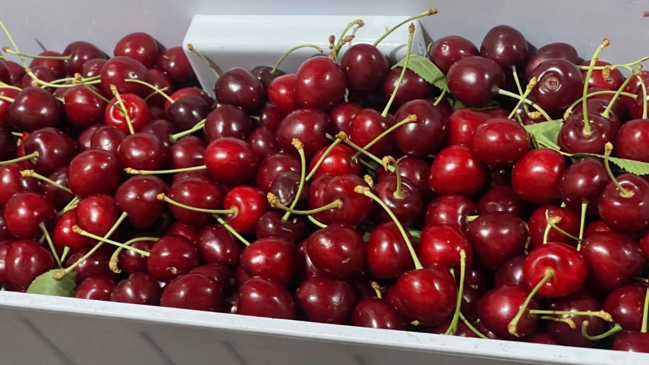 Gilgit-Baltistans-Cherry-Harvest_-5000-Tonnes-of-Juicy-Delight-Each-Season