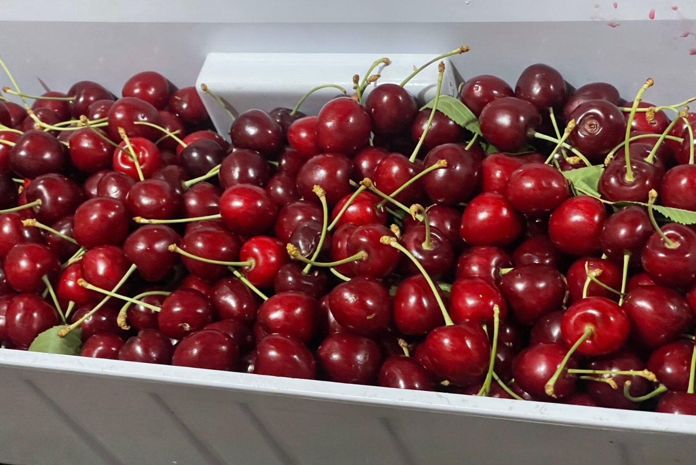 Gilgit-Baltistans-Cherry-Harvest_-5000-Tonnes-of-Juicy-Delight-Each-Season