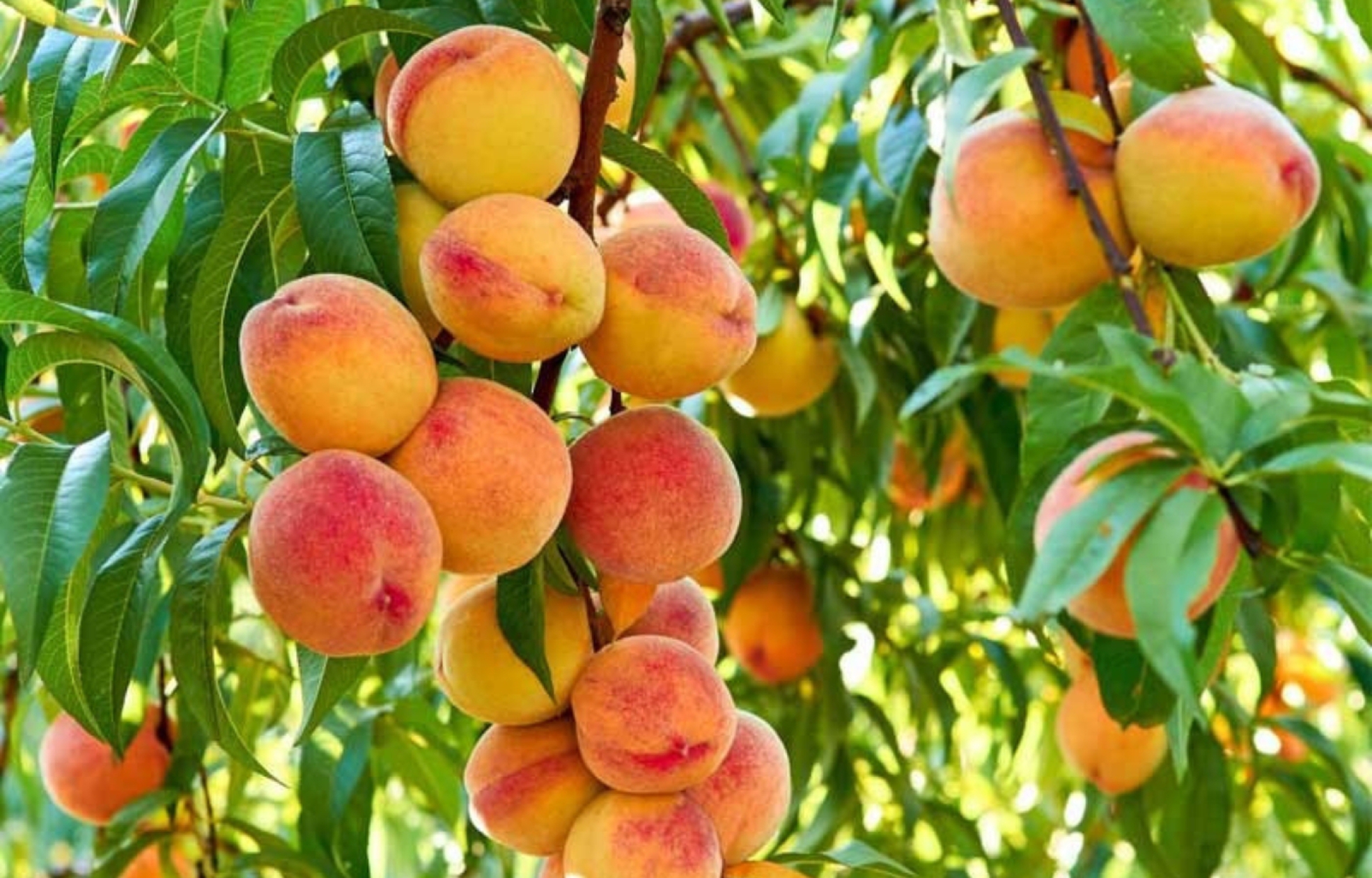 The-best-peaches-in-pakistan-are-cultivated-in-Chakdaara-KPK