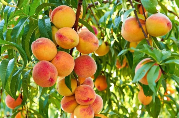 The-best-peaches-in-pakistan-are-cultivated-in-Chakdaara-KPK