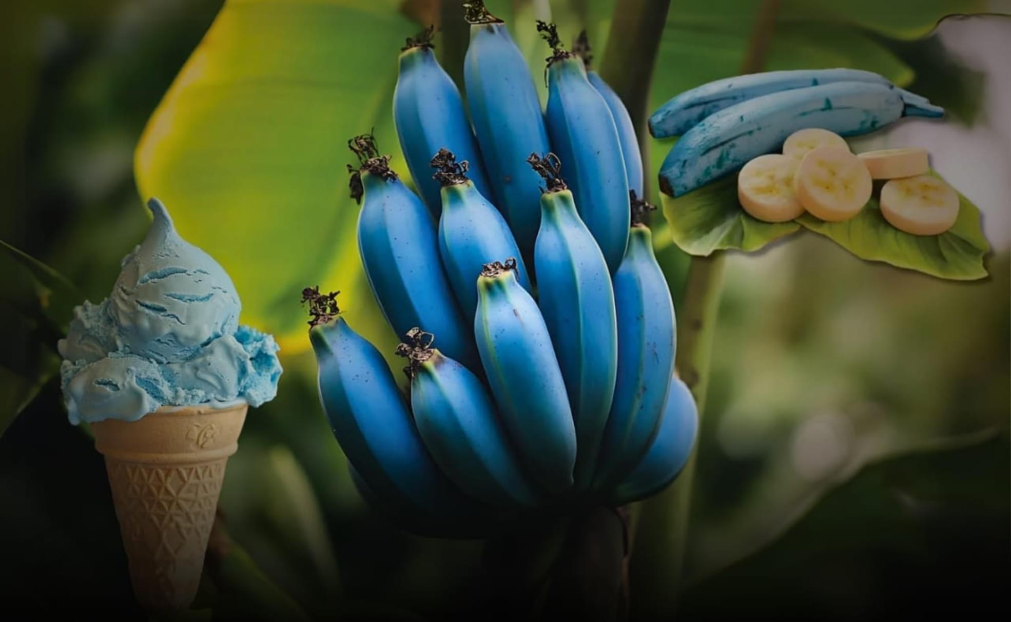 The-Blue-Java-Banana-Natures-Sweet-and-Creamy-Delight