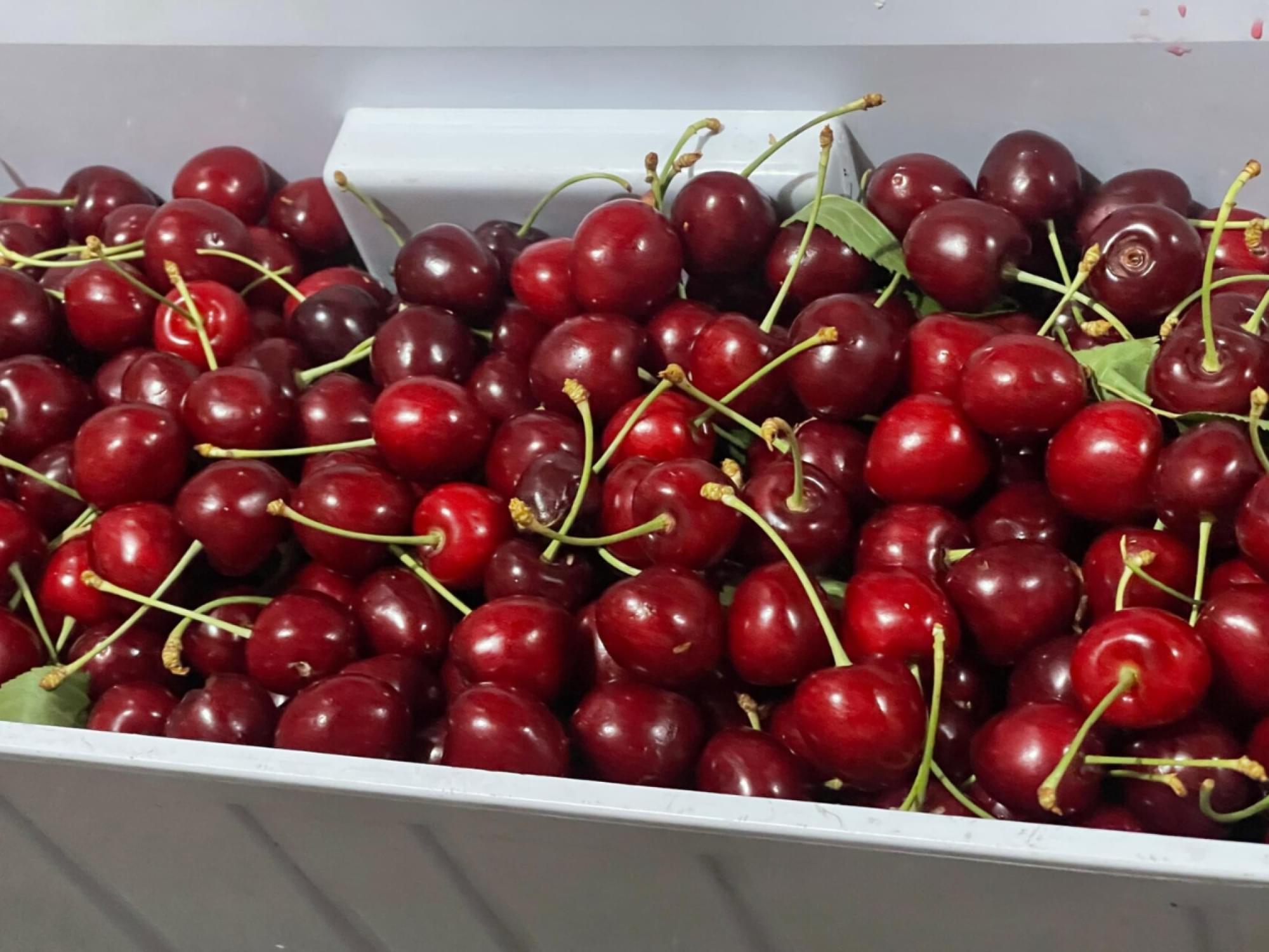 Gilgit-Baltistans-Cherry-Harvest_-5000-Tonnes-of-Juicy-Delight-Each-Season