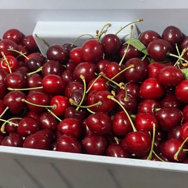 Gilgit-Baltistans-Cherry-Harvest_-5000-Tonnes-of-Juicy-Delight-Each-Season