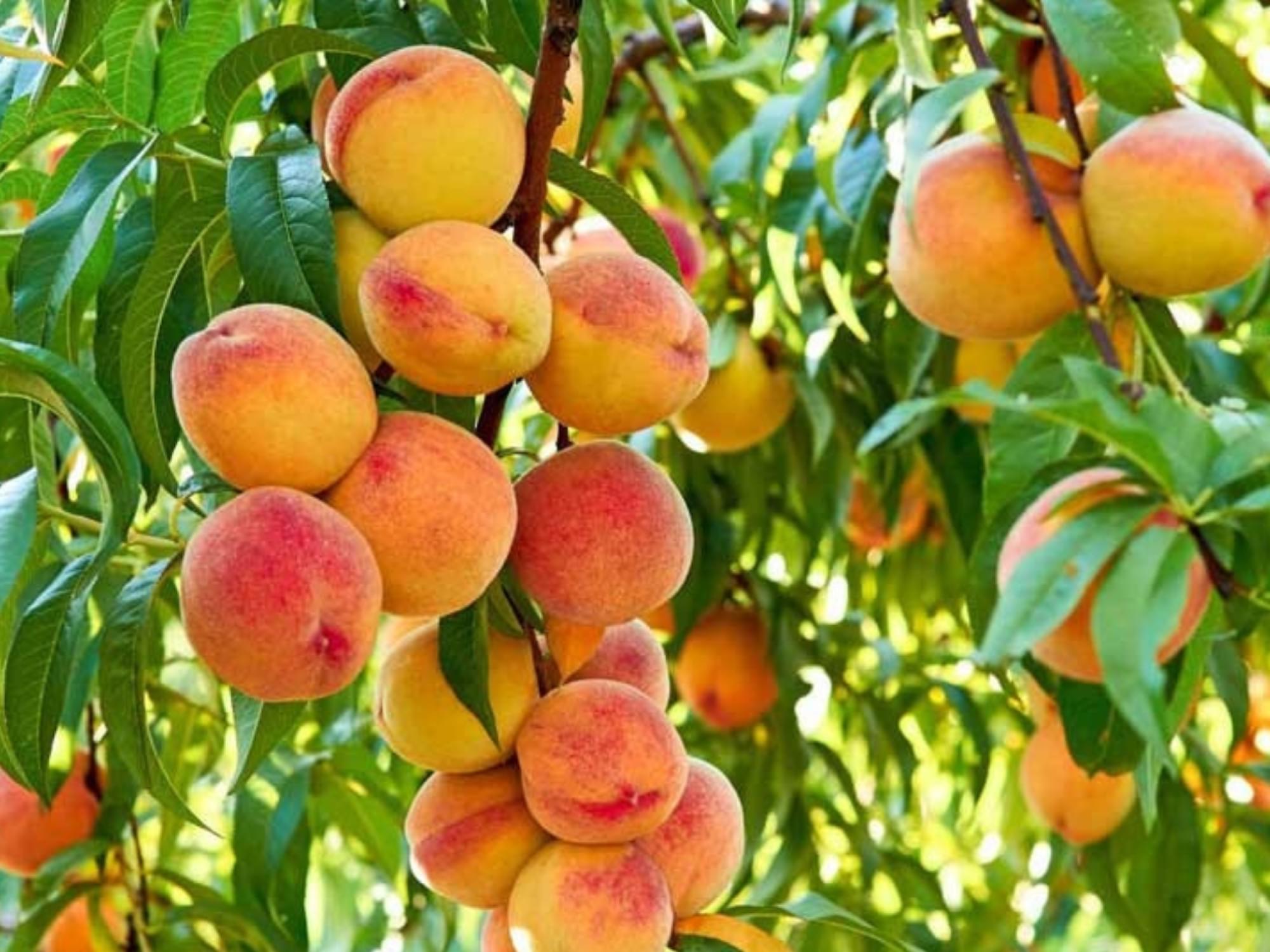 The-best-peaches-in-pakistan-are-cultivated-in-Chakdaara-KPK