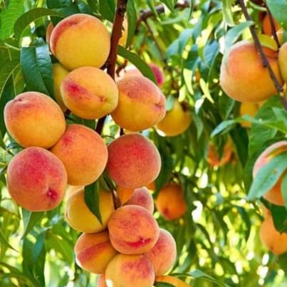 The-best-peaches-in-pakistan-are-cultivated-in-Chakdaara-KPK